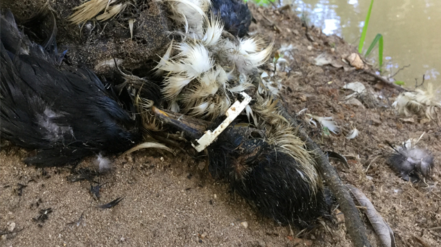 dead bird with plastic ring